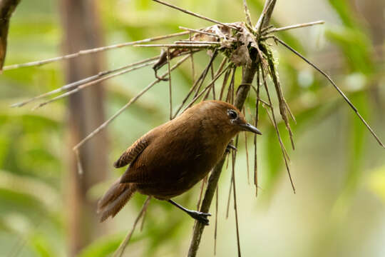 Image of Peruvian Wren