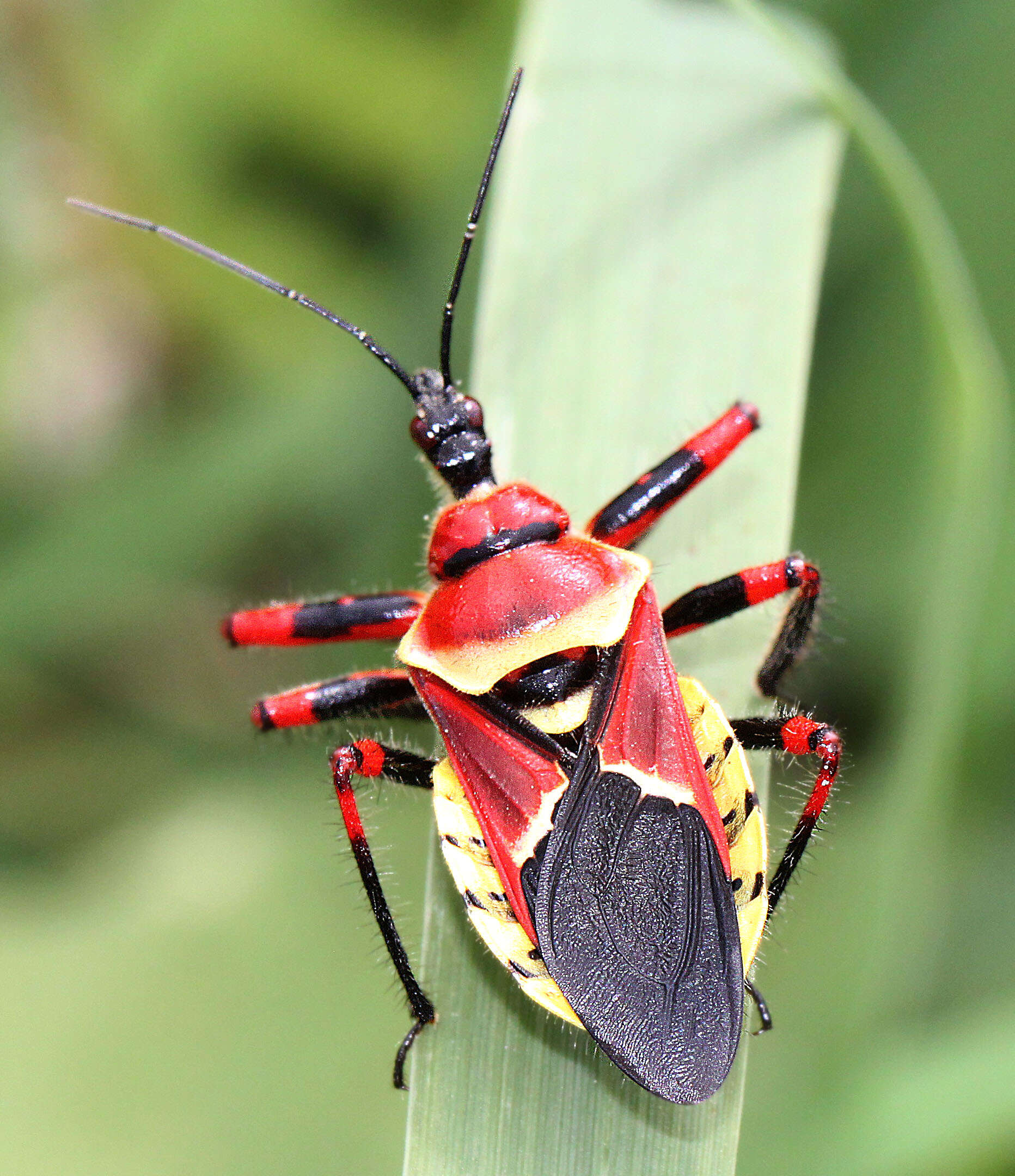 صورة Apiomerus flaviventris Herrich-Schaeffer 1846