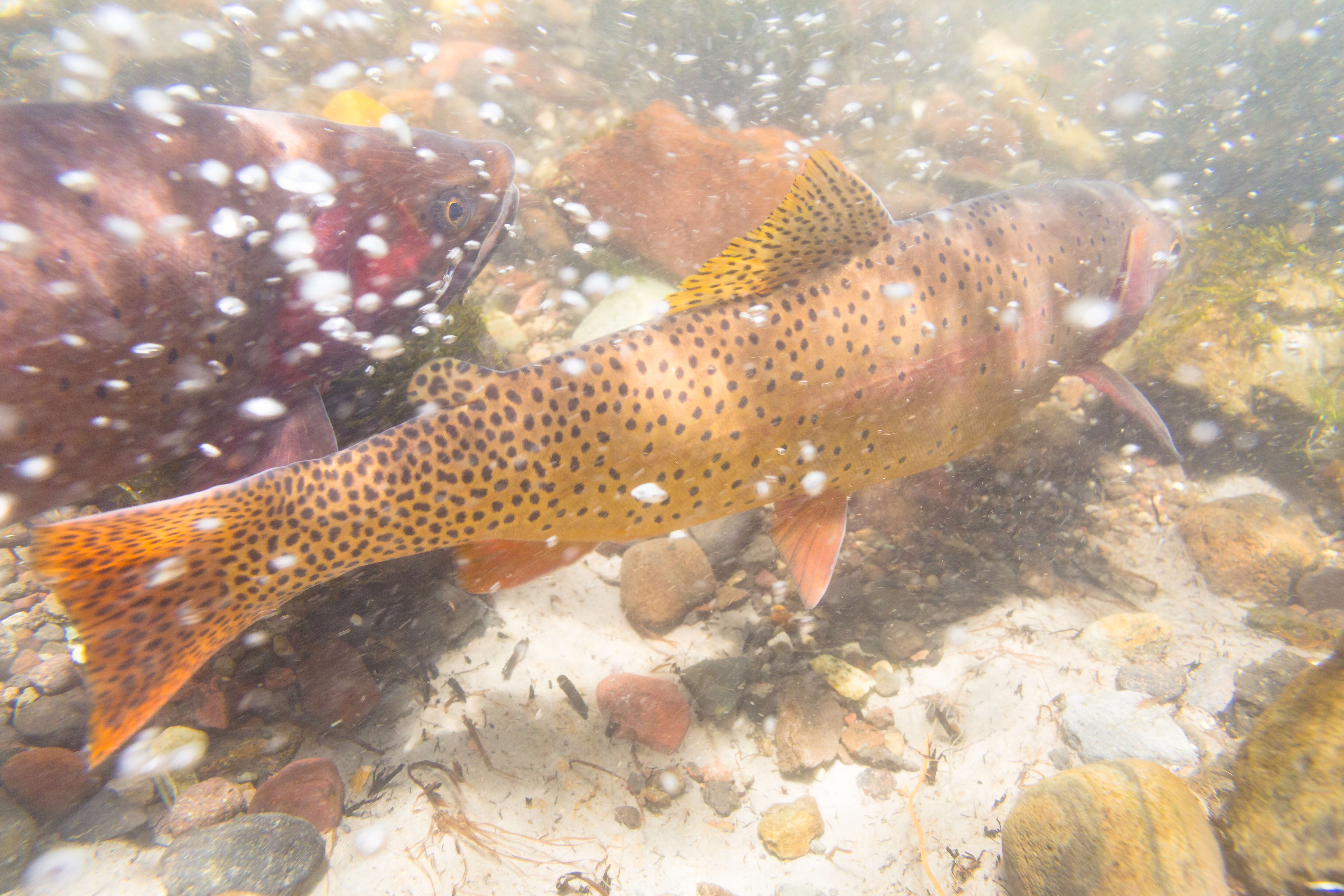 Image of Oncorhynchus clarkii bouvieri