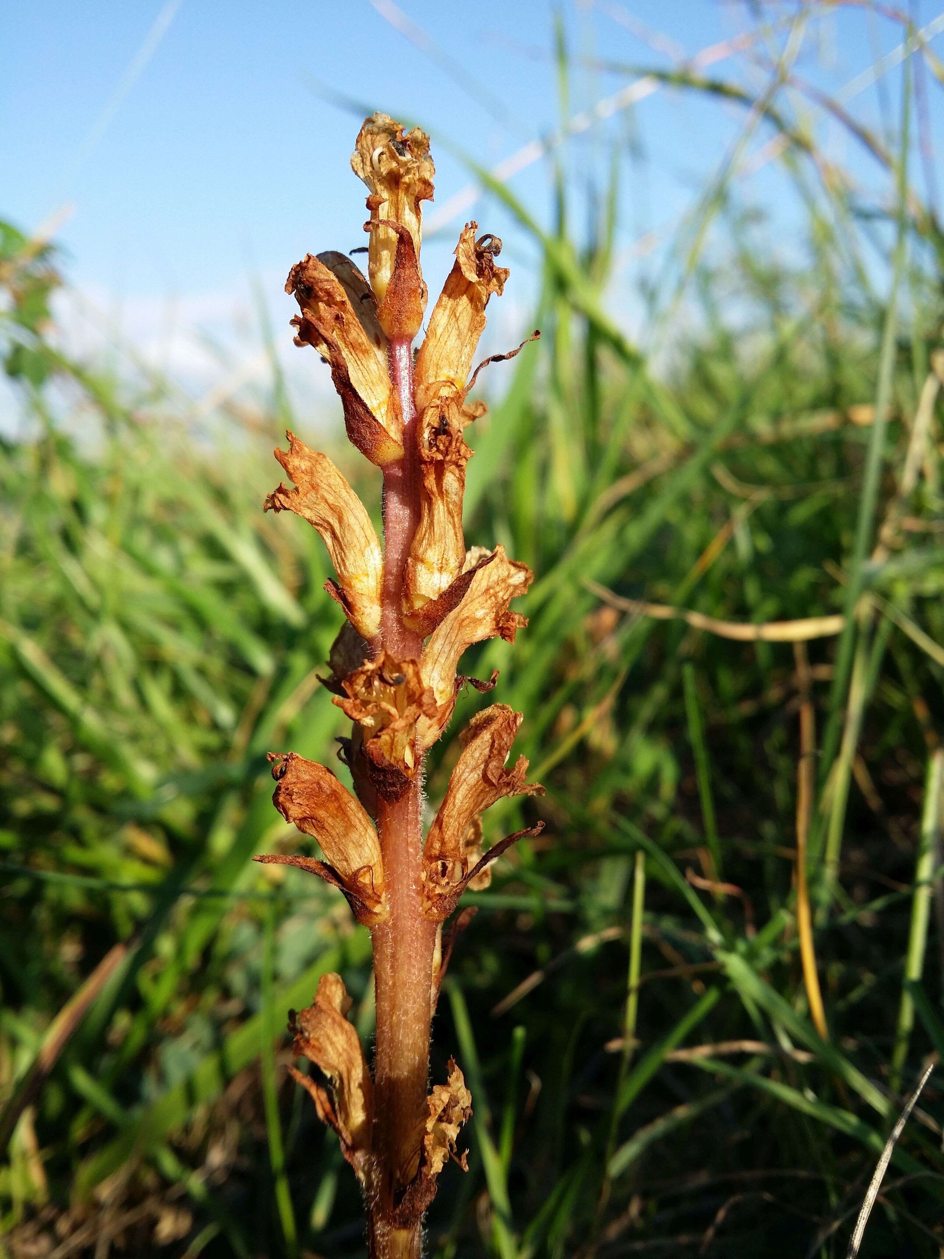 Imagem de Orobanche reticulata Wallr.