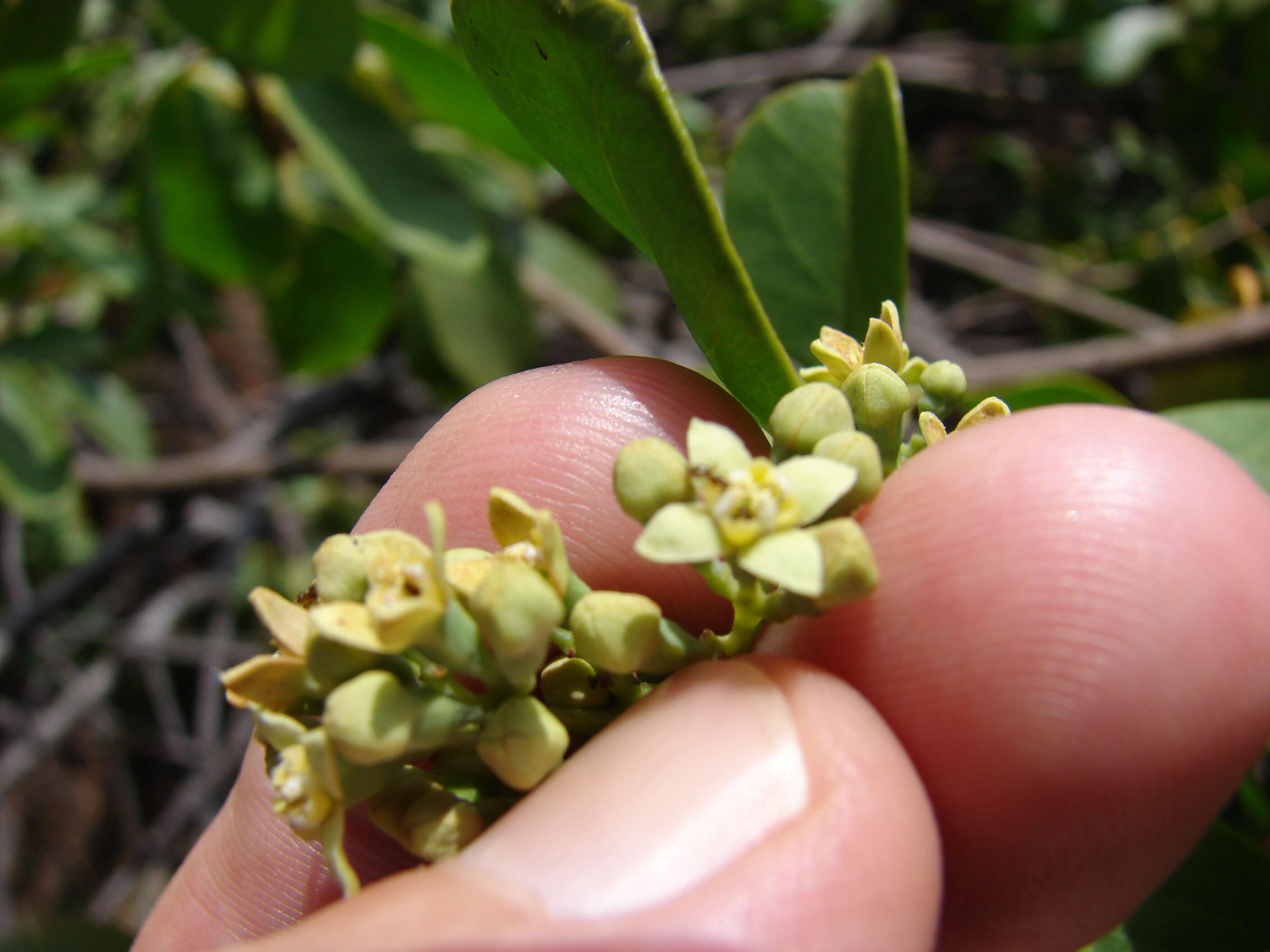 Image of coastal sandalwood