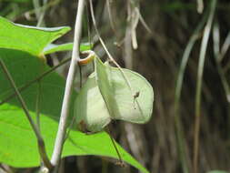 Image of Dioscorea