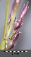 Image of puffsheath dropseed