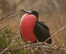 Image of frigatebirds