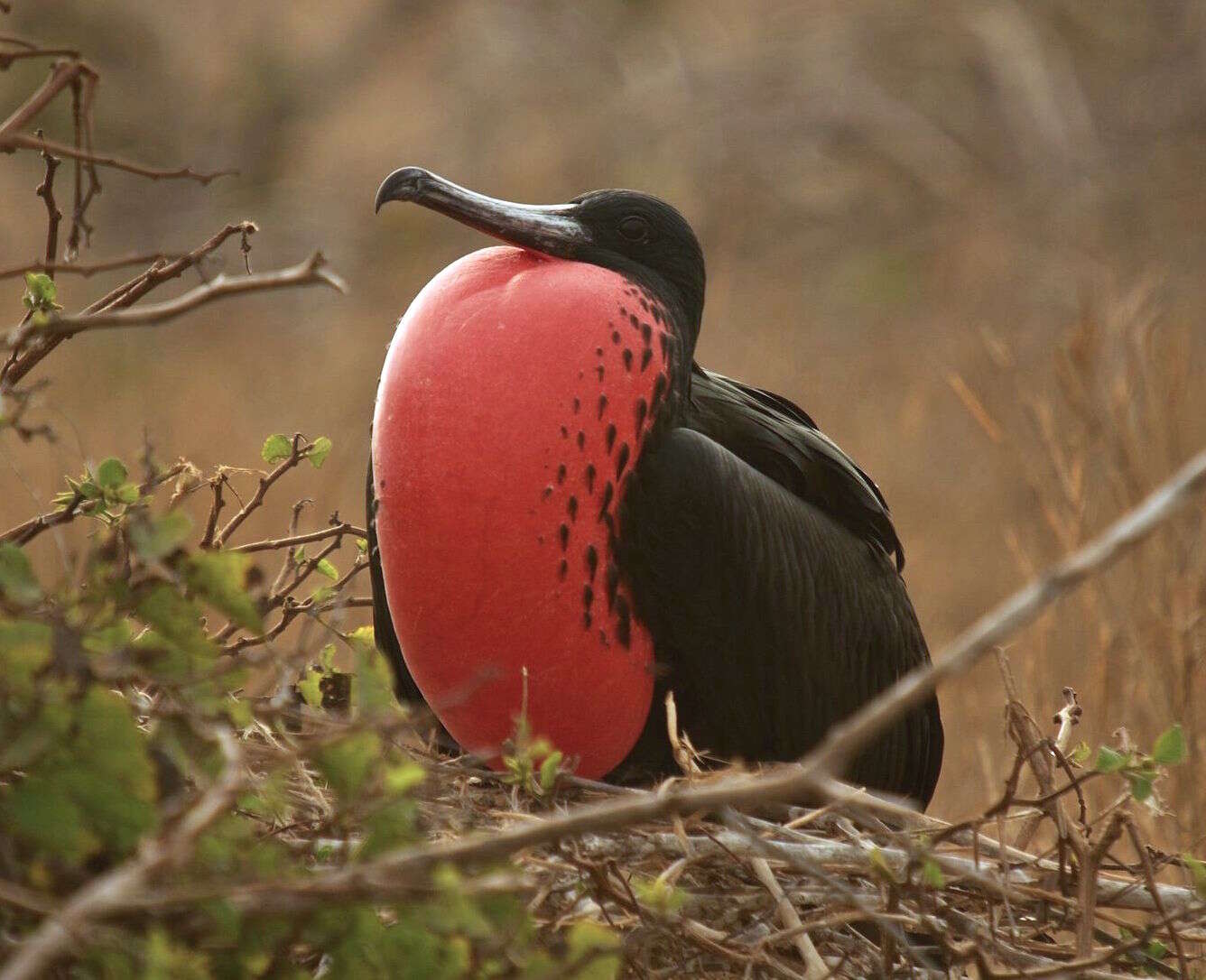 Image of frigatebirds