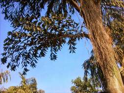 Image of fishtail palm