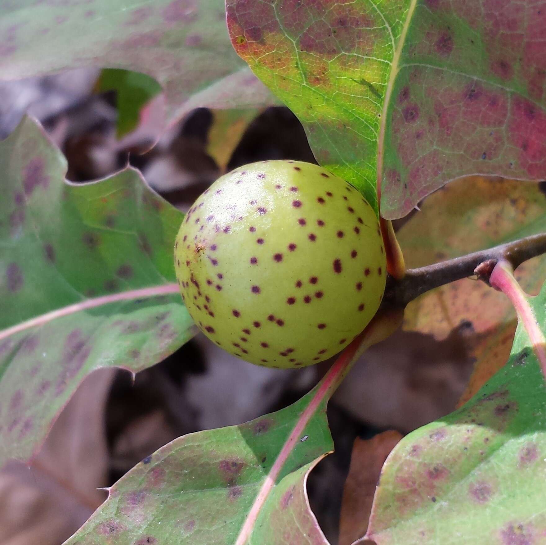 Image of Amphibolips