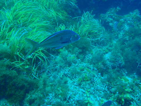 Image of Blue morwong