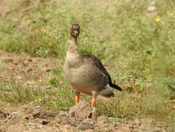 Image of Taiga Bean Goose