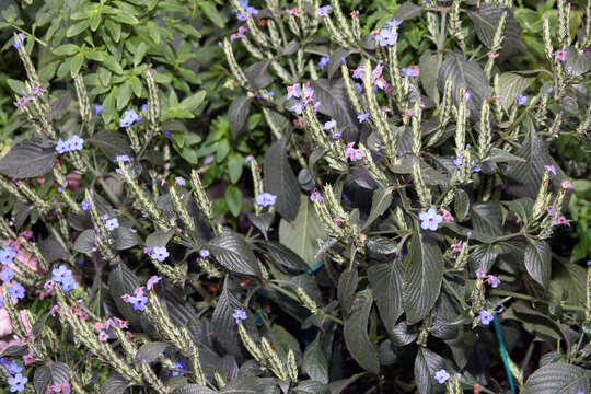 Image of blue-sage