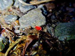 Image of Trombidium holosericeum