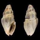 Image of Crassispira pseudocarbonaria Nolf 2009