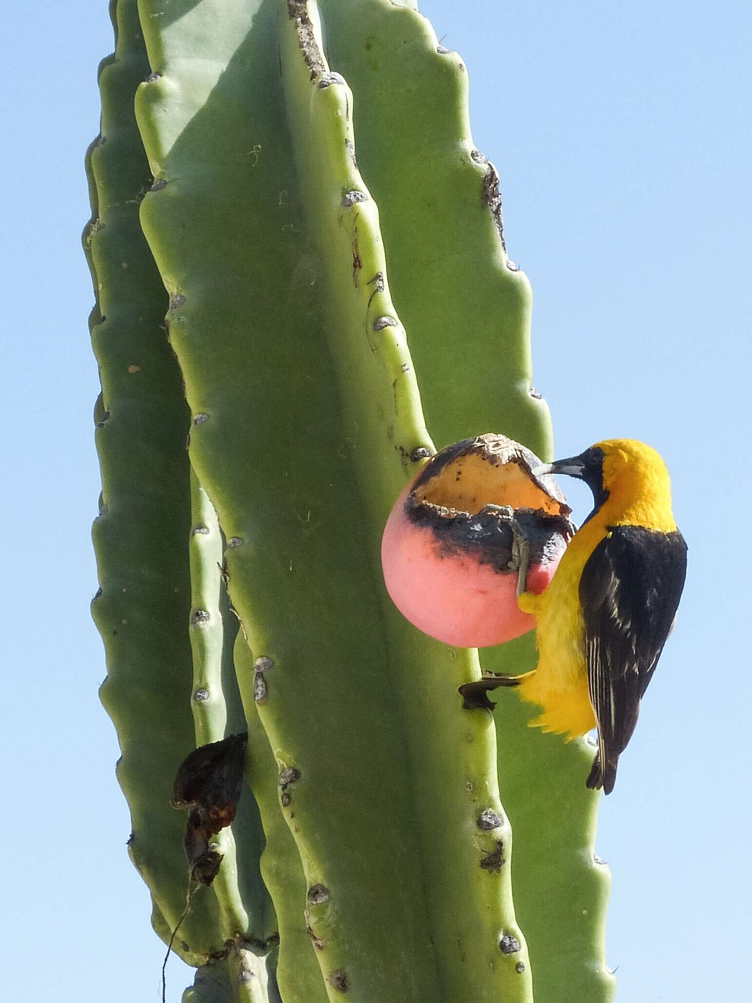 Image of Hooded Oriole