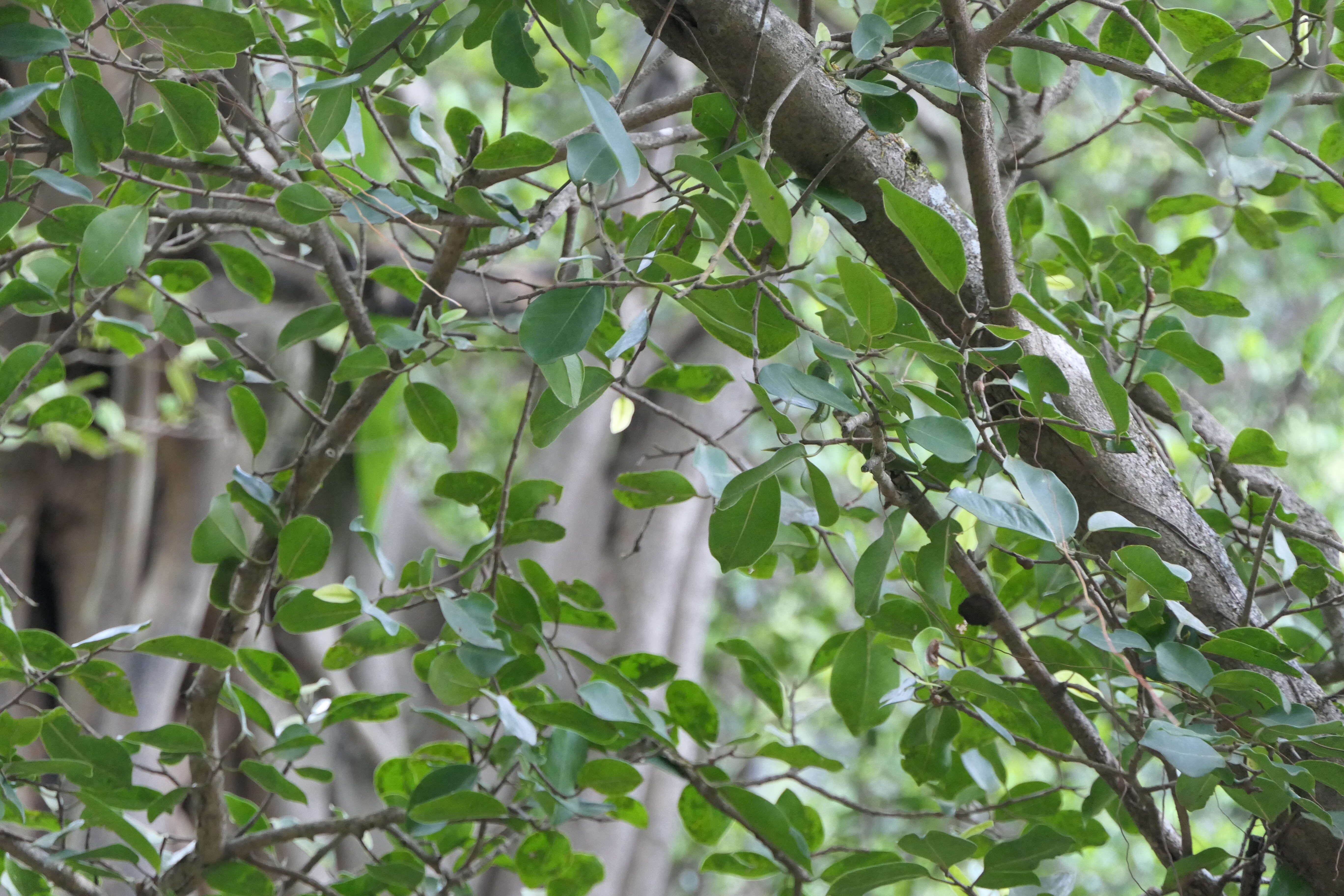 Image de Ficus microcarpa L. fil.