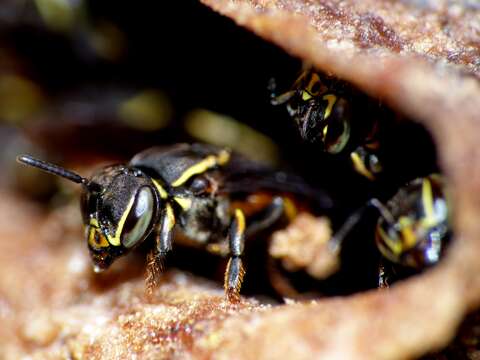 Image of stingless bee