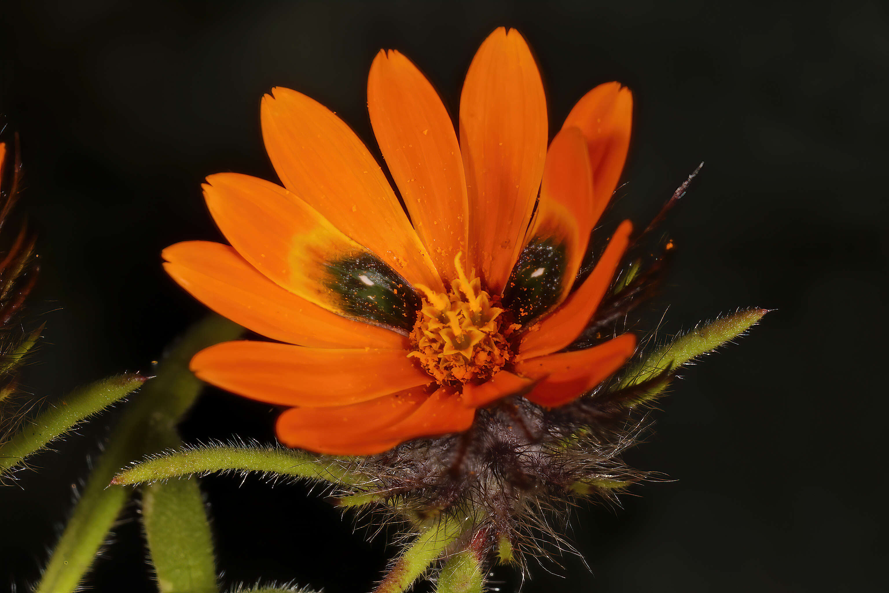 Image of beetle daisy