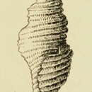 Image of Microgenia edwini (Brazier ex Henn 1894)