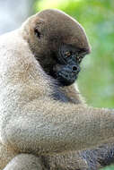 Image of Geoffroy's Woolly Monkey