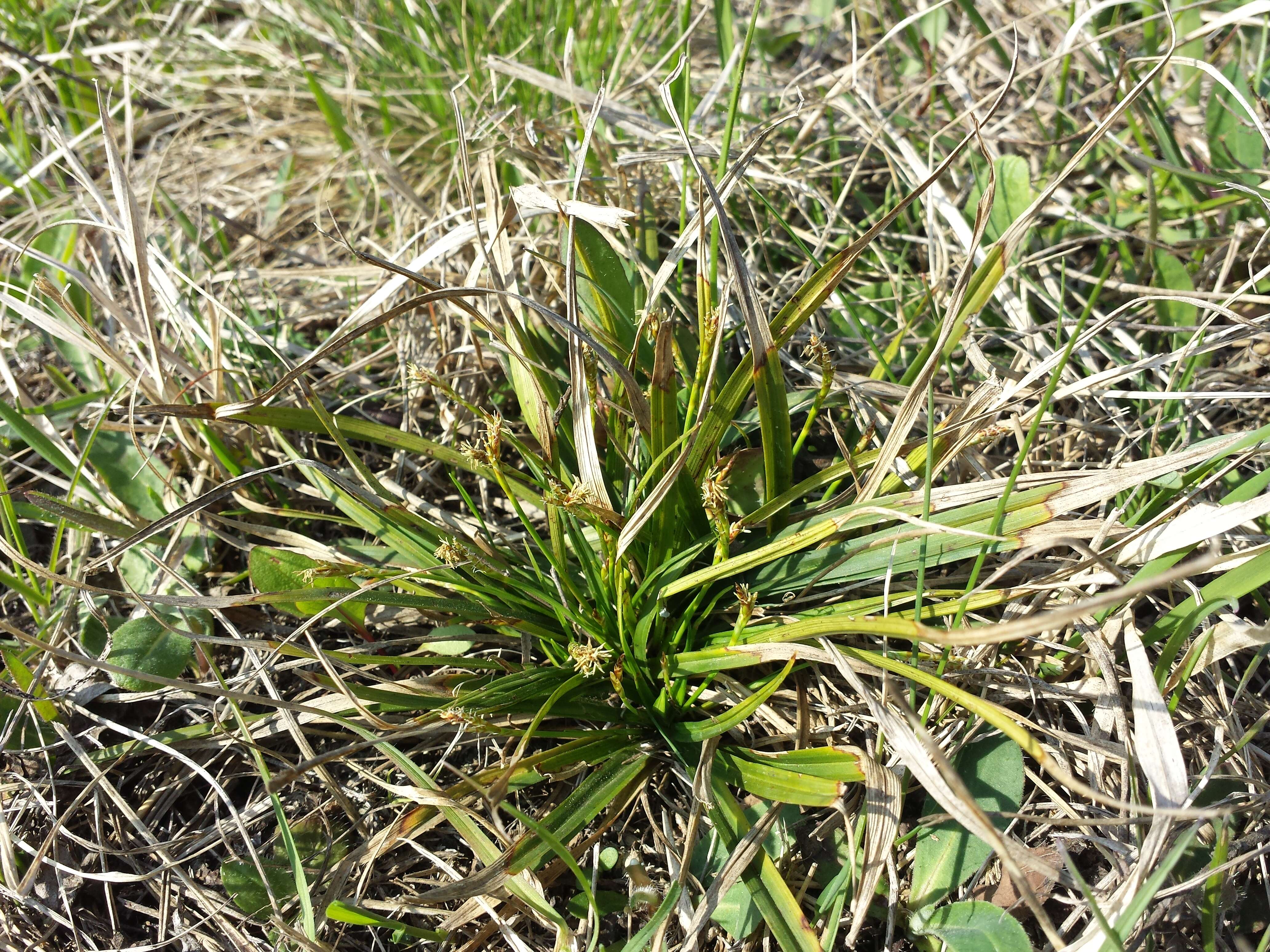 Image of Carex ornithopoda Willd.