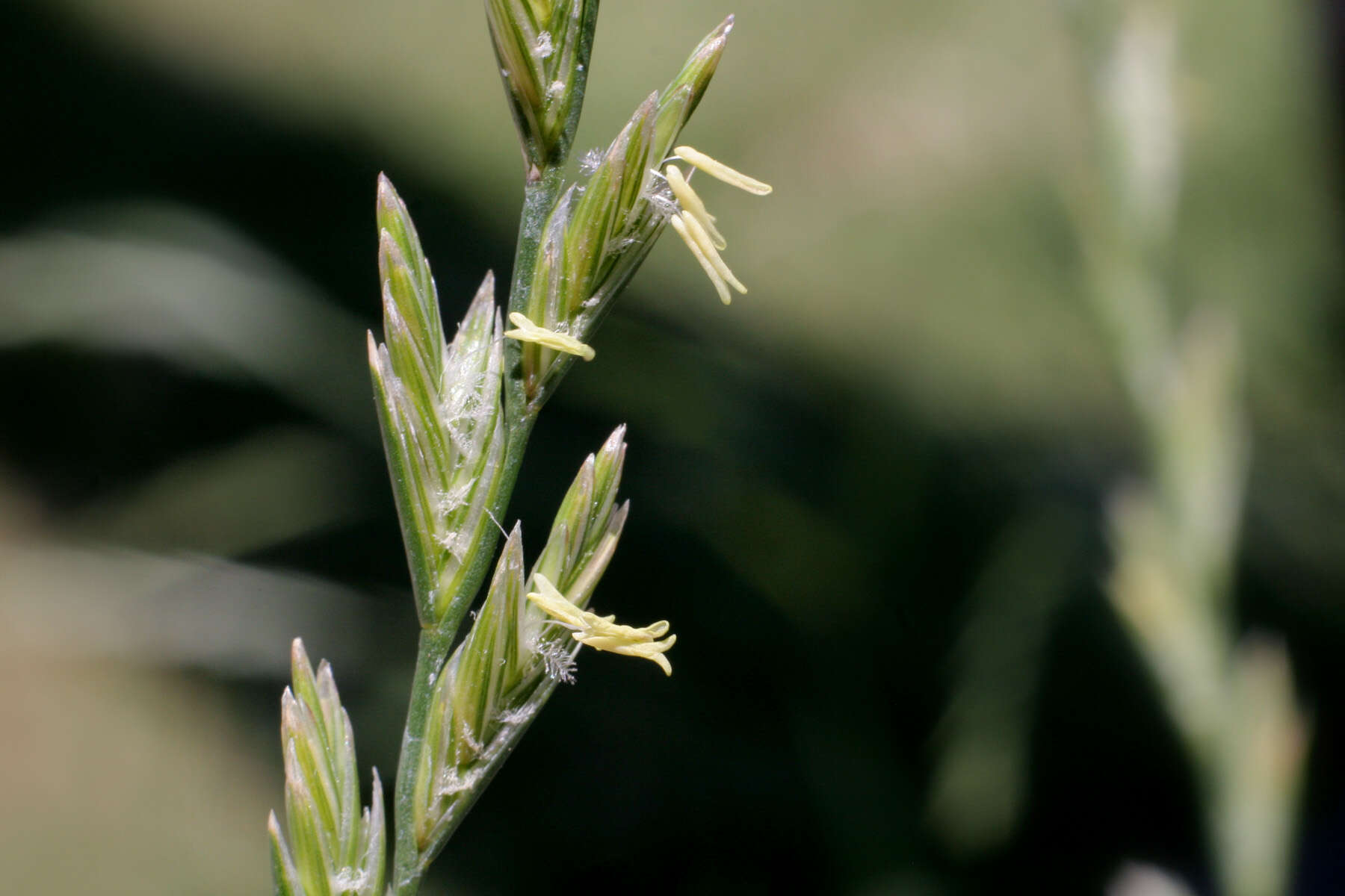 Image of perennial ryegrass