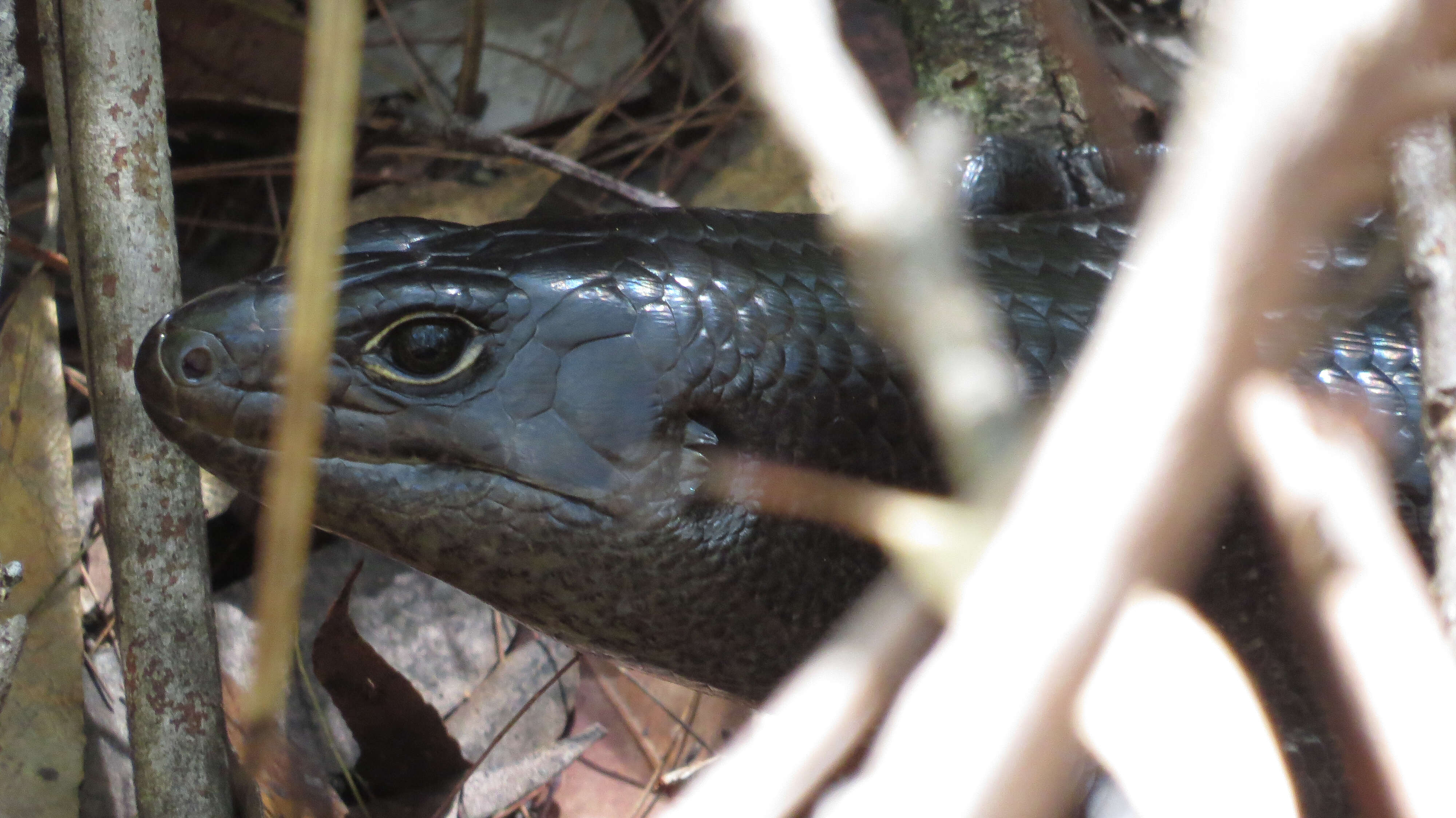 Image of Land Mullet