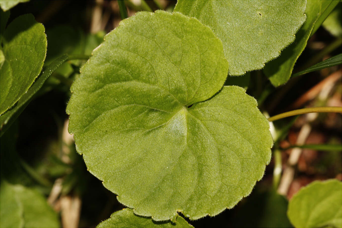 Image of arctic yellow violet