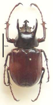 Image of Chalcosoma chiron (Olivier 1789)