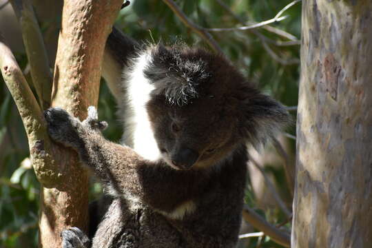 Image of koalas