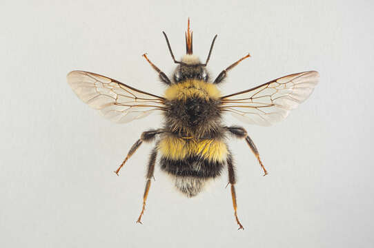 Image of White-tailed bumblebee