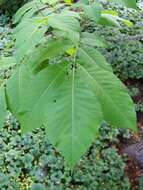 Image of shellbark hickory