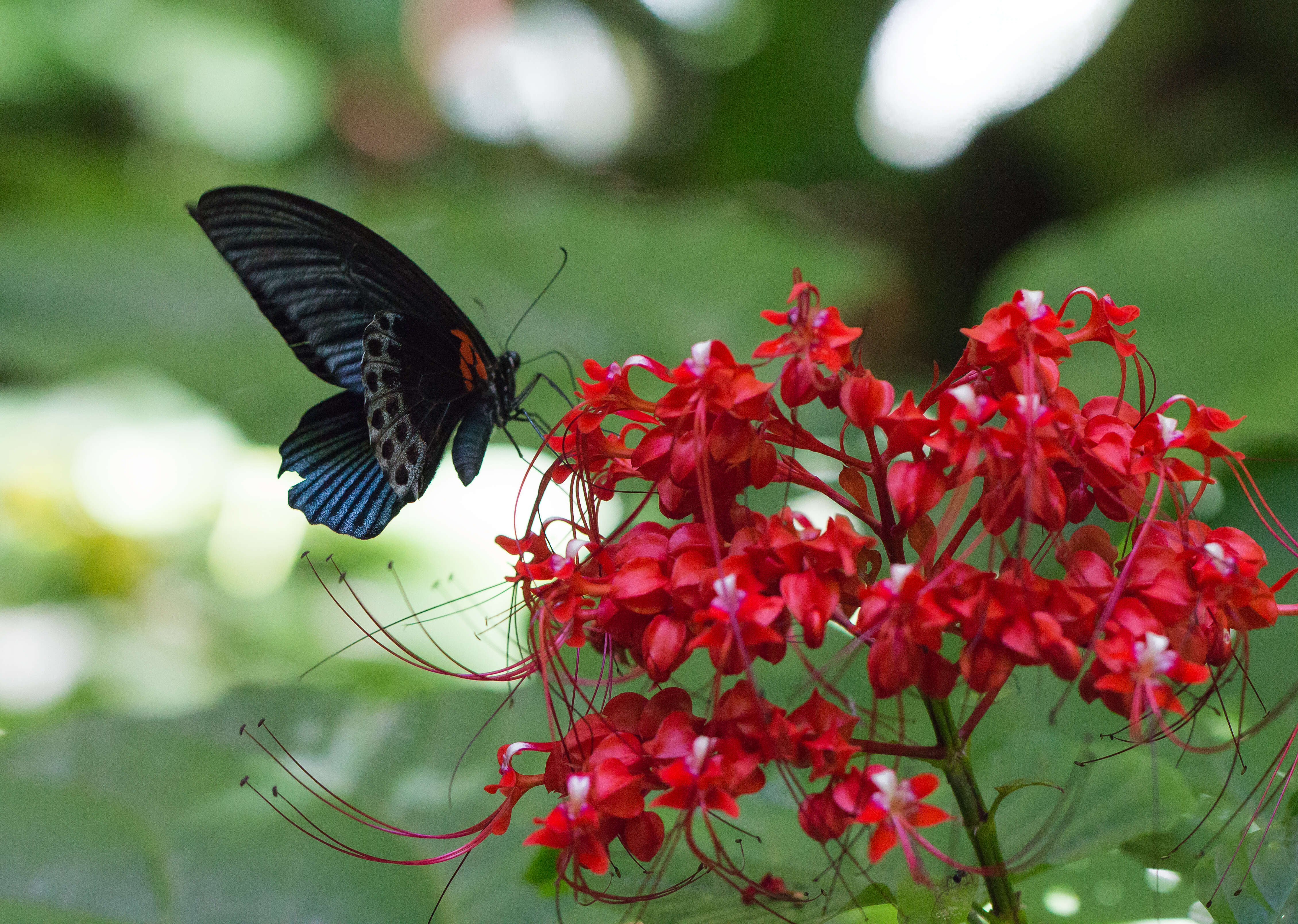 Sivun Papilio memnon Linnaeus 1758 kuva