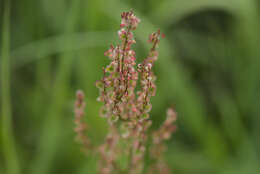 Image of Common Sorrel