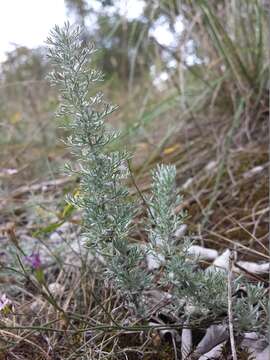 Image of Artemisia austriaca Jacq.