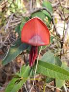 Image of Kennedia rubicunda Vent.