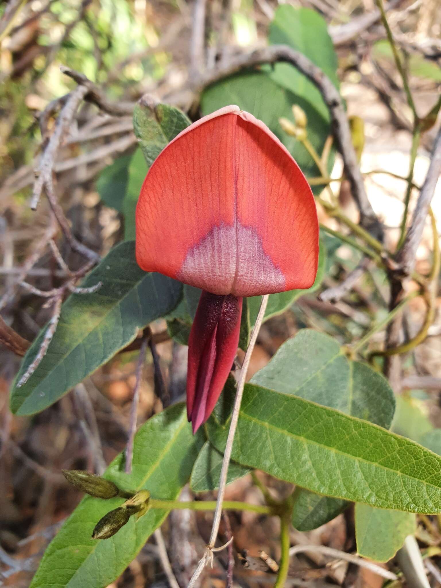 Image of Kennedia rubicunda Vent.