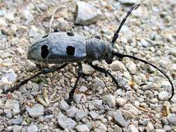 Image of Long-horned beetle