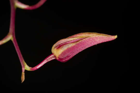 Image of Bulbophyllum callichroma Schltr.