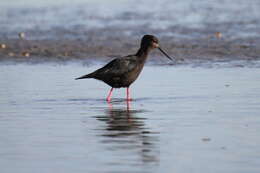 Image of Black Stilt