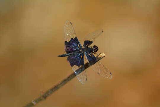 Image of Rhyothemis triangularis Kirby 1889