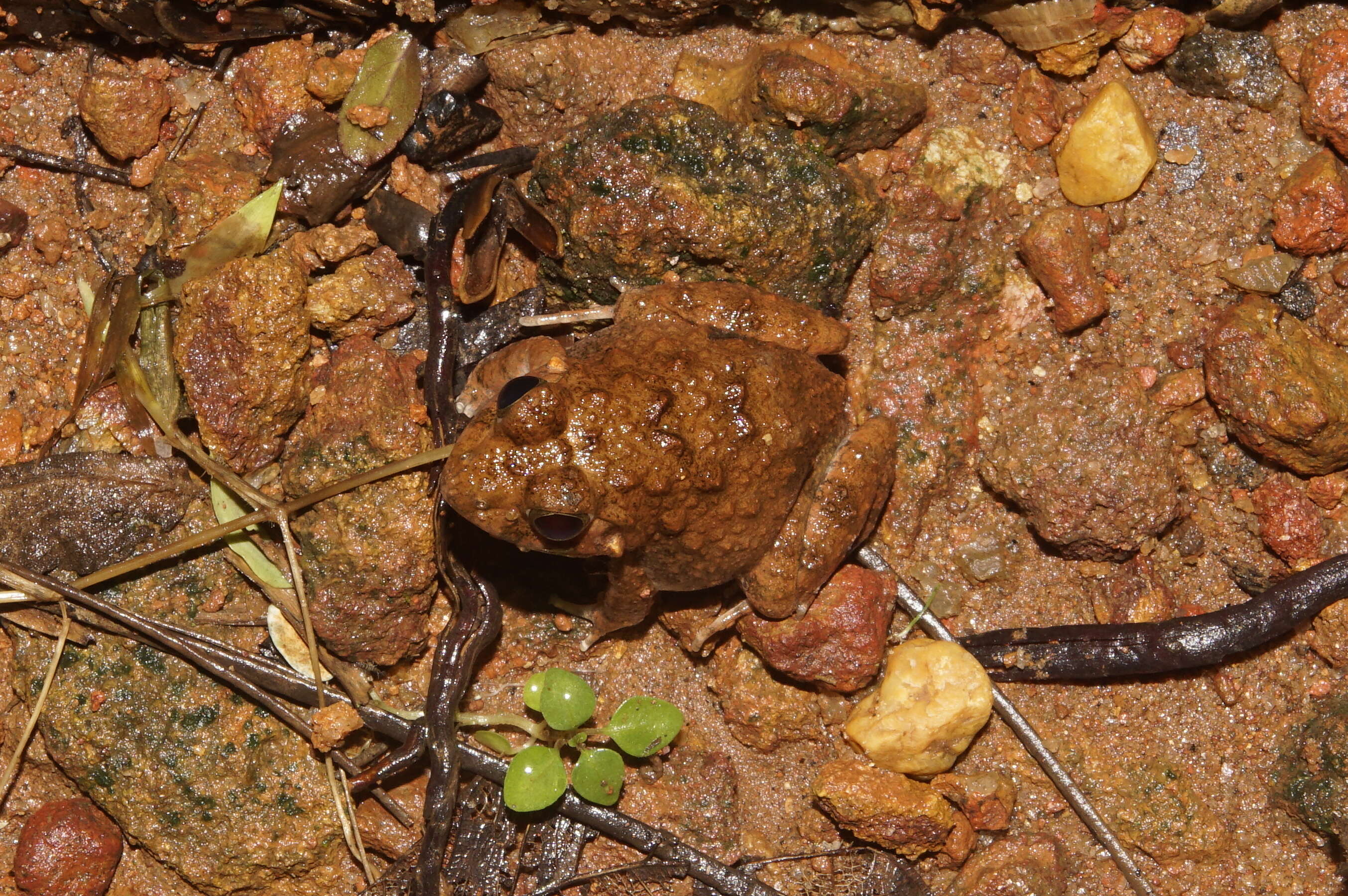 Image of Malabar Wart Frog