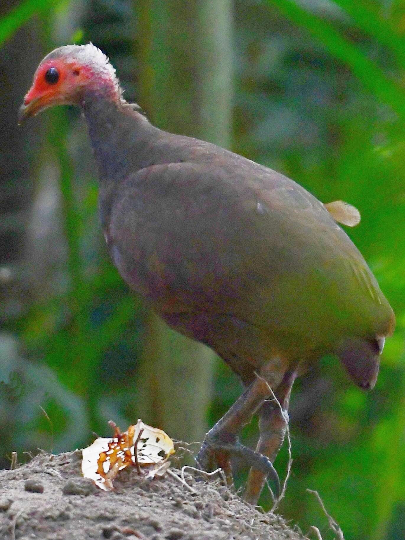 Image of Nicobar Megapode