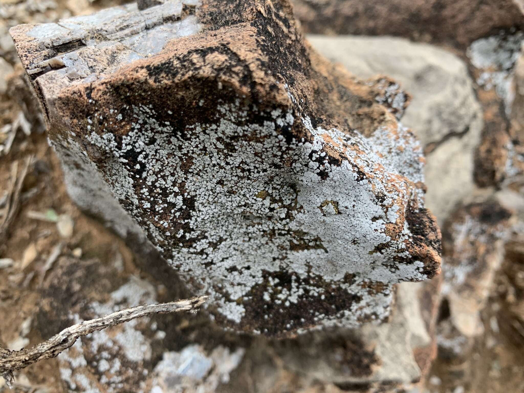 Image of Hoary cobblestone lichen;   Cracked lichen