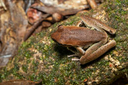 Image of Northern Barred Frog