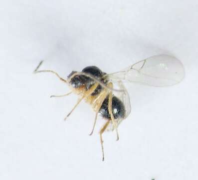 Image of Figitidae