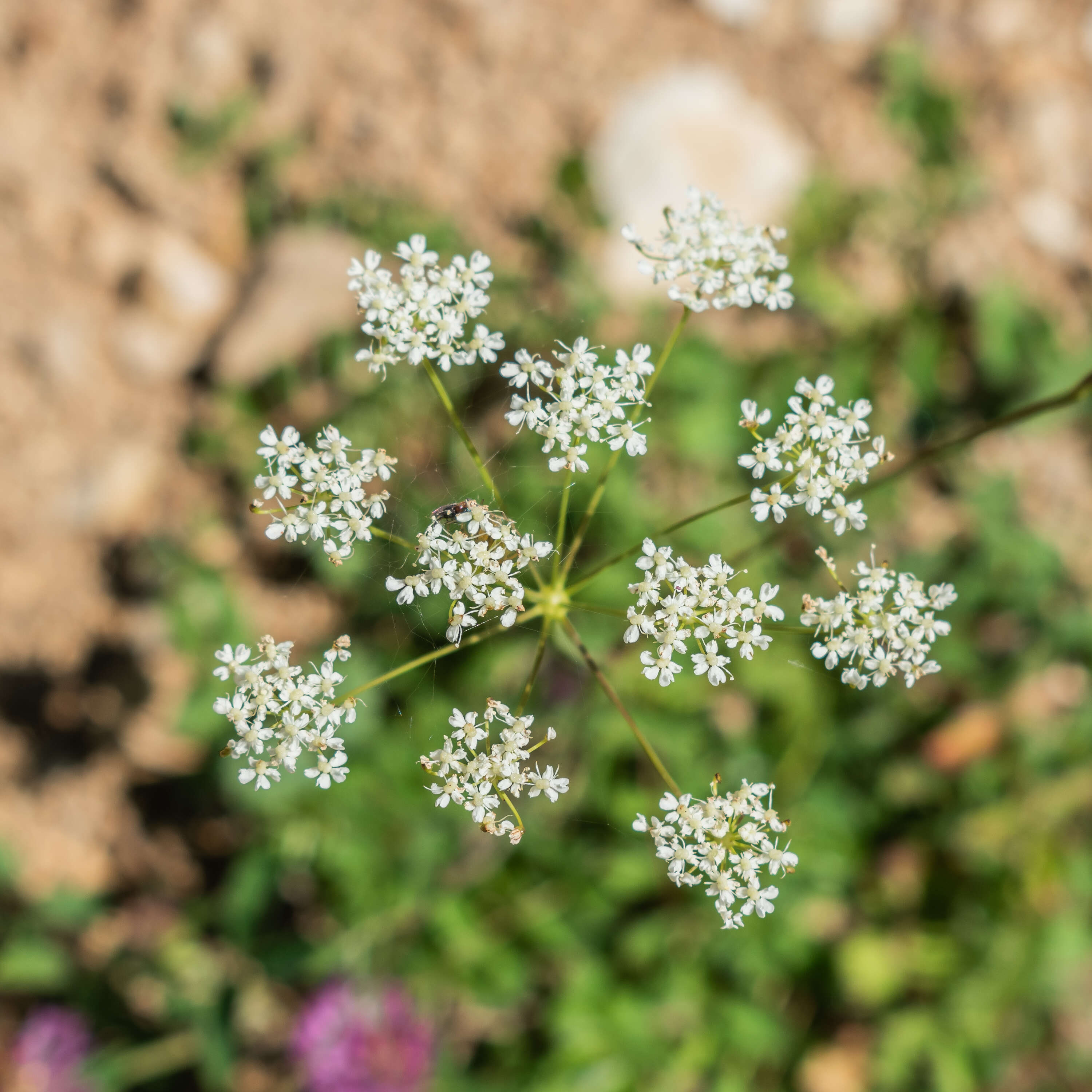 Conopodium resmi