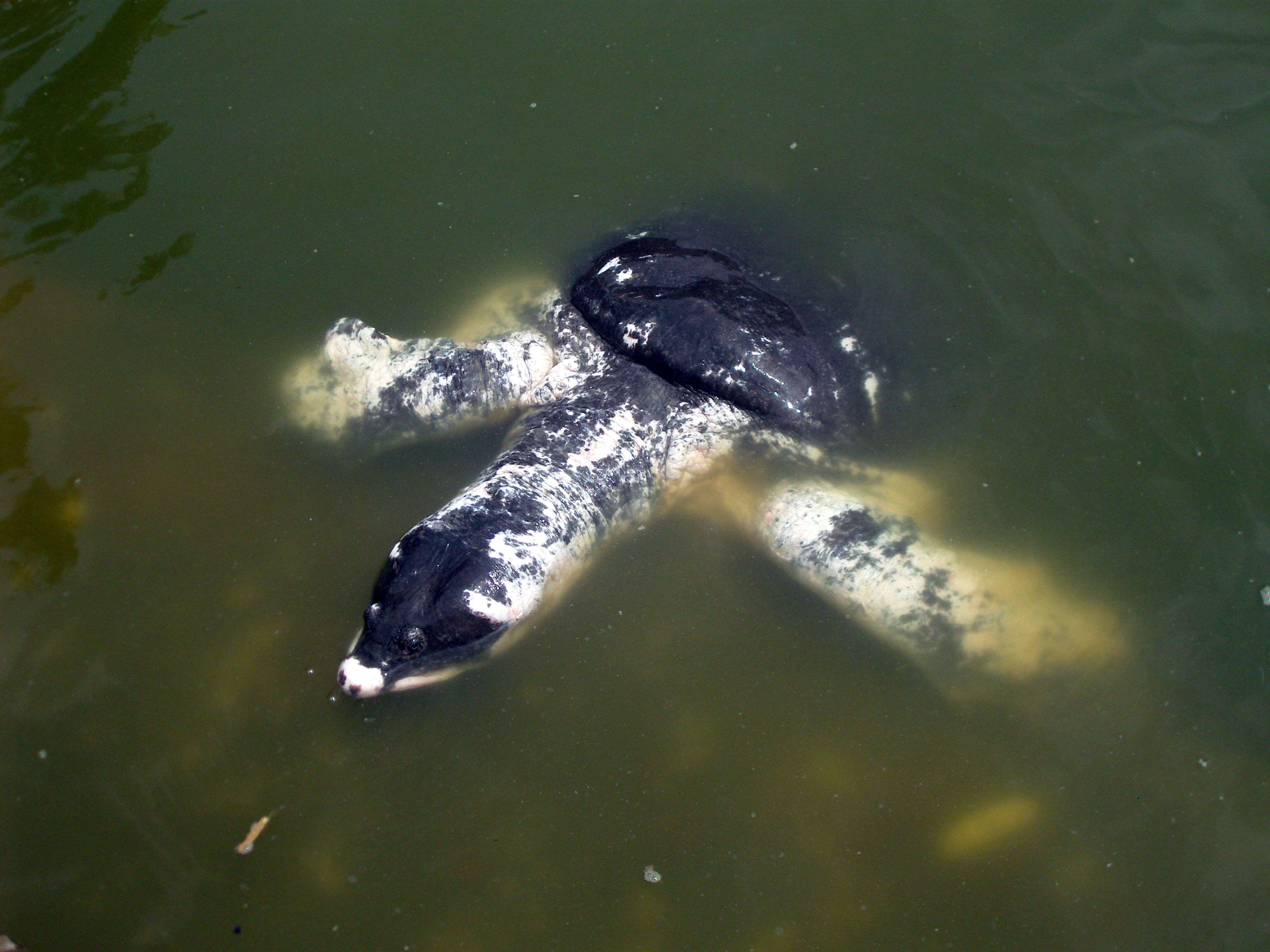 Image of Black soft-shell turtle