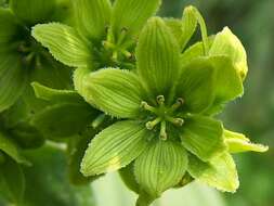 Image of White Hellebore