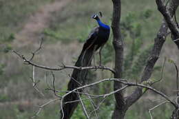 Image of Asiatic peafowl