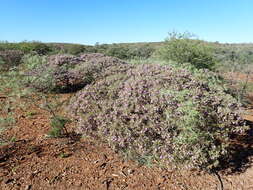 Imagem de Eremophila phyllopoda Chinnock