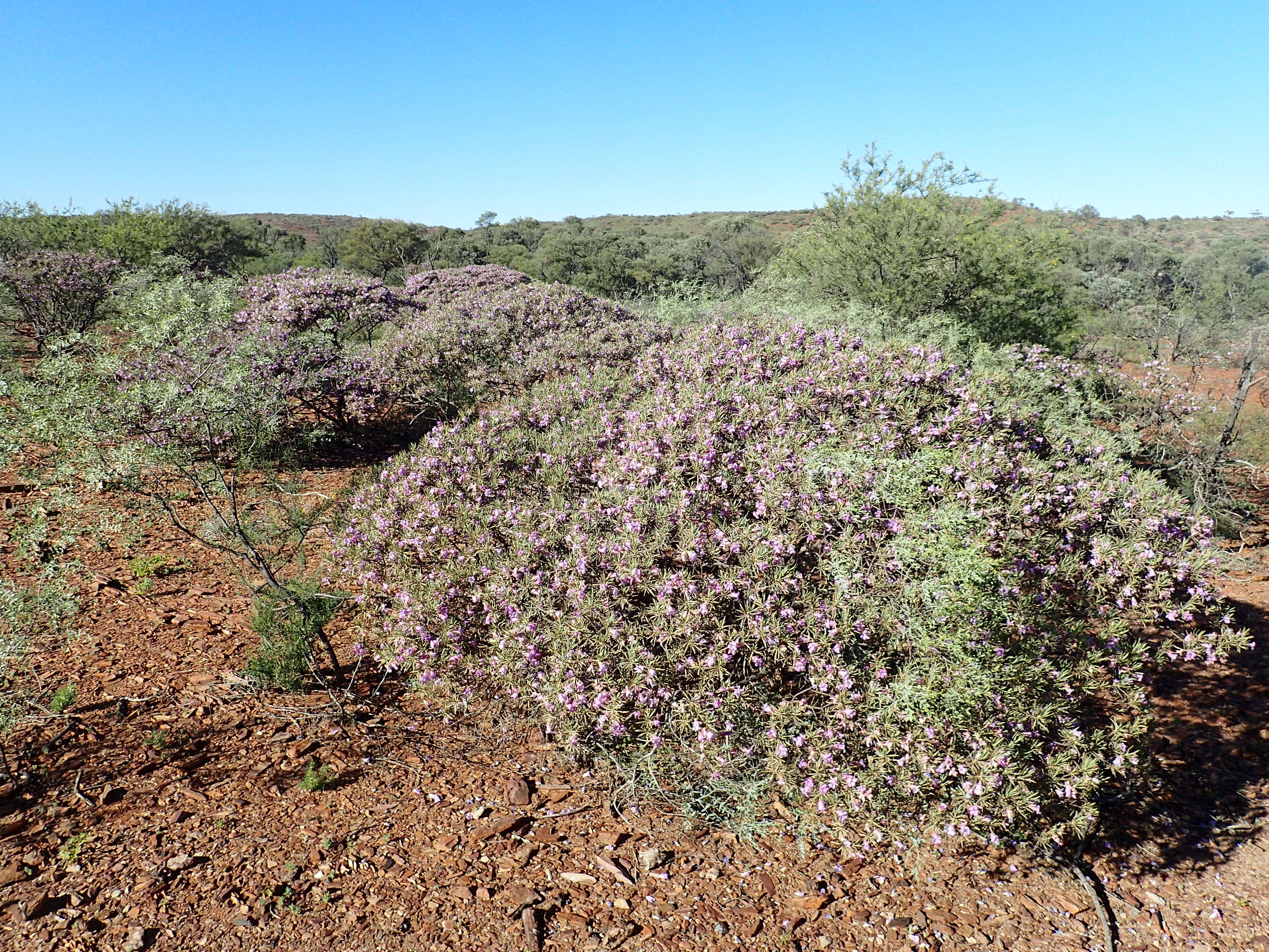 Imagem de Eremophila phyllopoda Chinnock